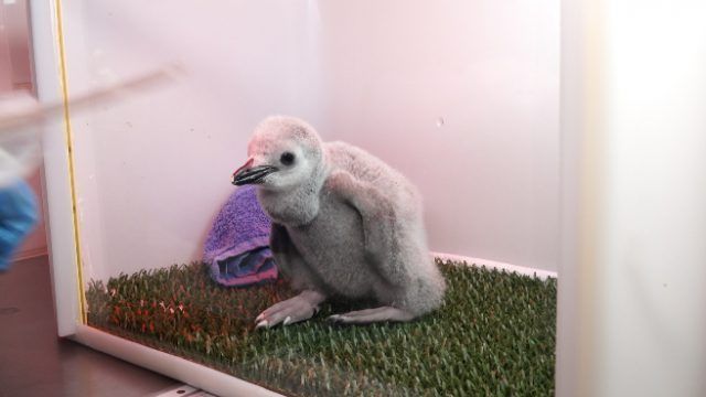 barbijo-chick-loro-parque