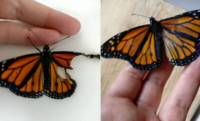 butterfly-656
