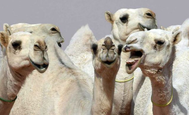 camel-656