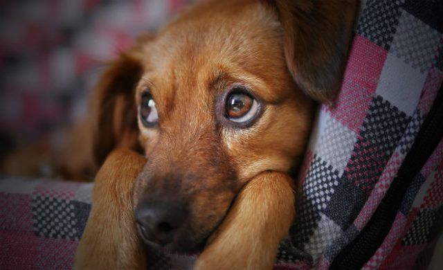 dog_656x400