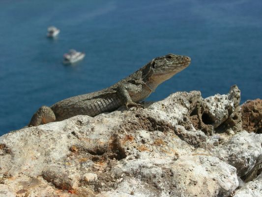lagarto-3