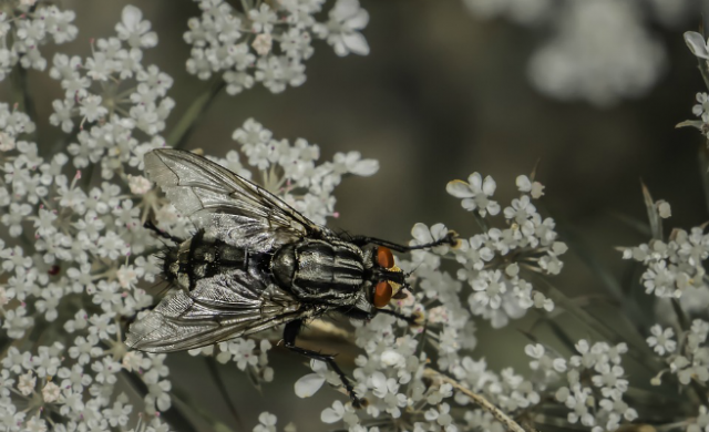 mosca-insecto-n