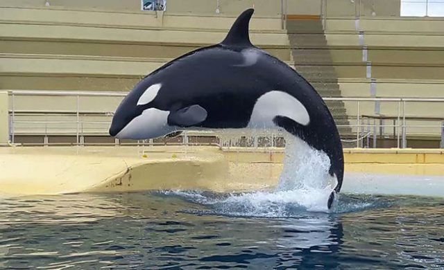 orca_656