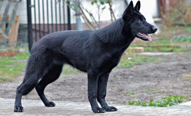 perro_656