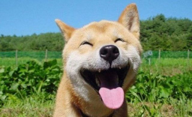 perrosonriente_nor