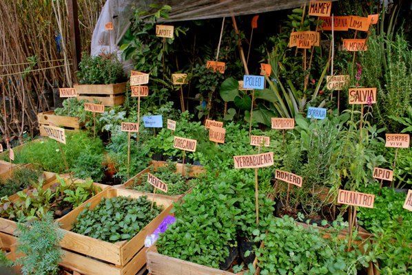 plantas-medicinales