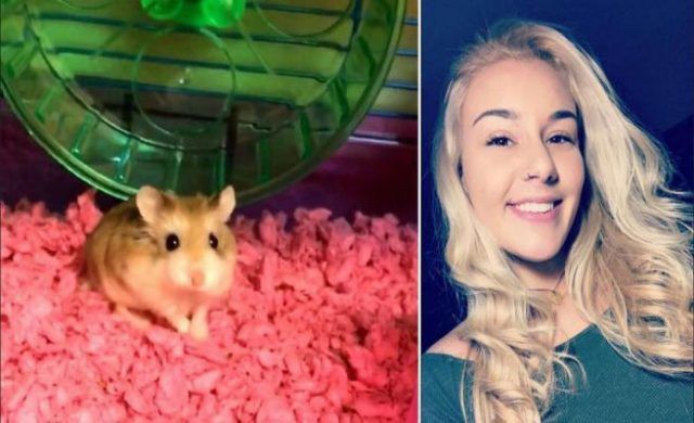hamster_656