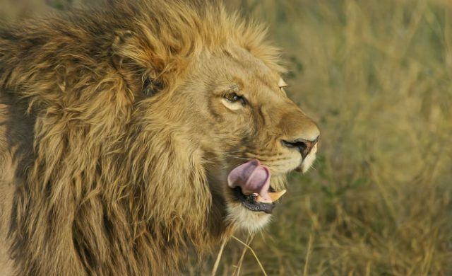 lion-656