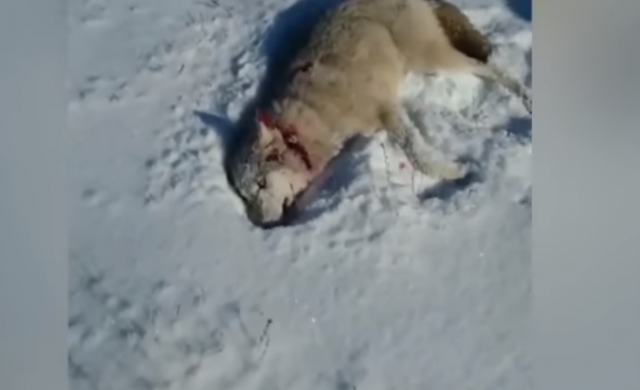 lobo-n
