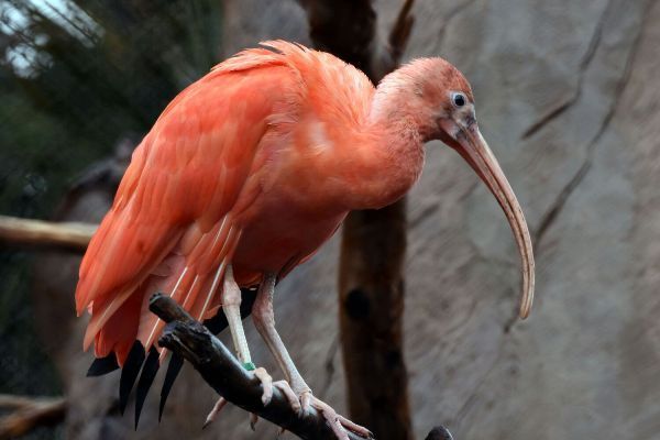 loro-parque-ve-crecer-a-dos-crias-de-ibis-escarlata-3