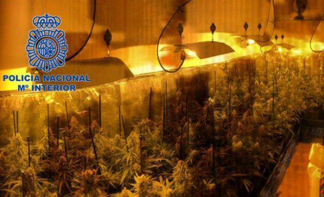 marihuana-n