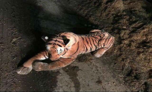 tigre_656
