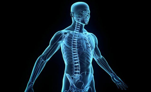cuerpo_humano_n