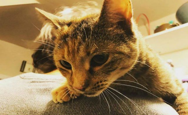 gato_656-1