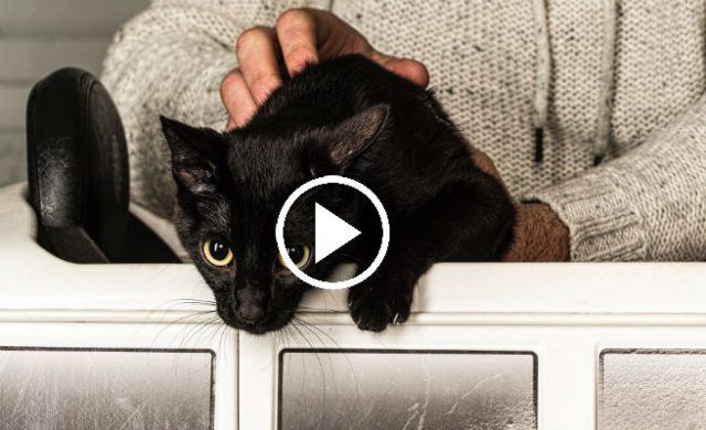 gato_656
