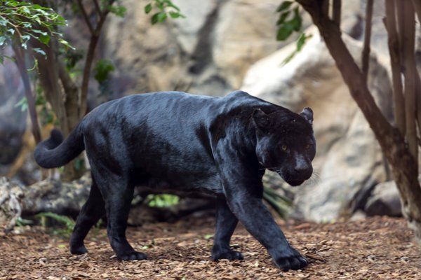 jaguar-loro-parque