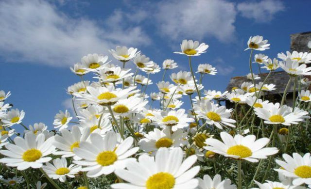 margaritas_656