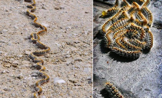 oruga_procesionaria