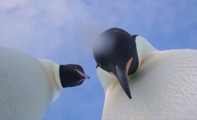 pingus-normal