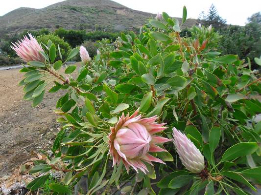 protea