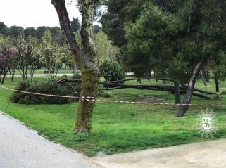 arboles-tio-jorge