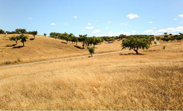 campo_656