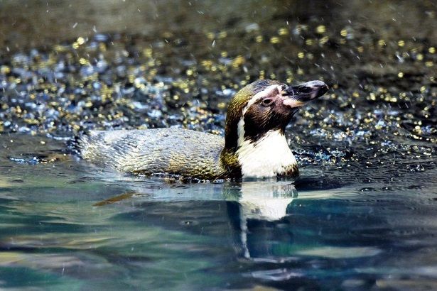 dia-del-pinguino-loro-parque