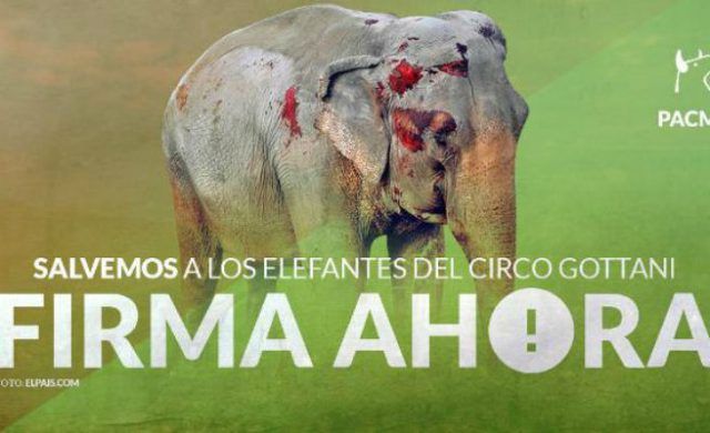 elefantes-pacma-n