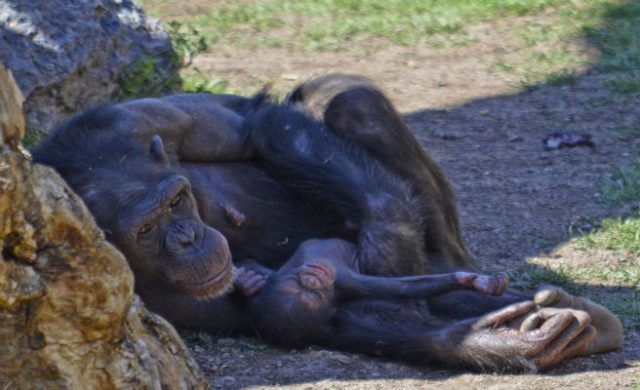 normal-chimpance-1