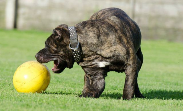 perro_n