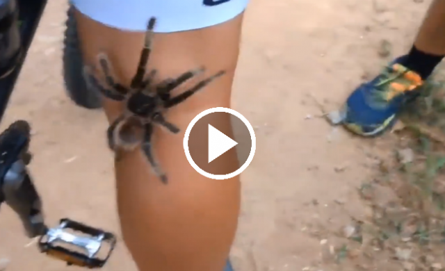 tarantula_656