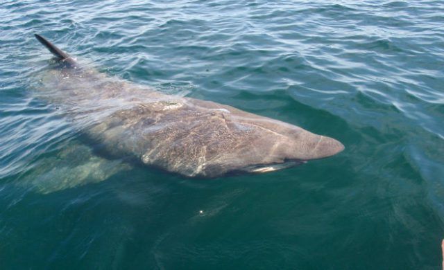 tiburon-656