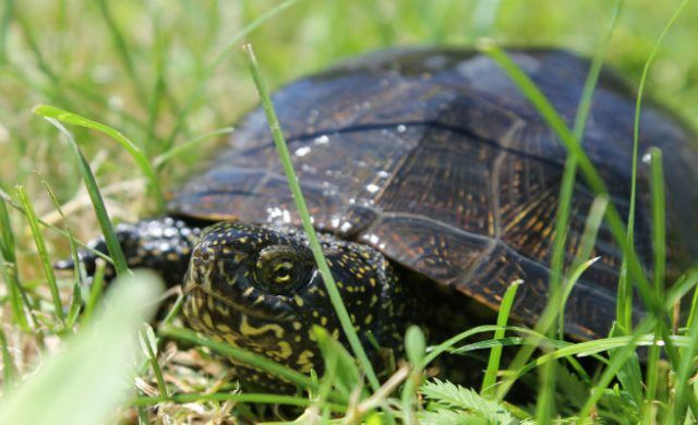 tortuga-656