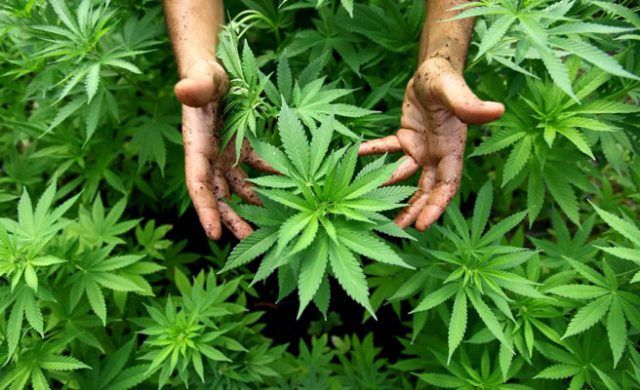 cannabis_nor