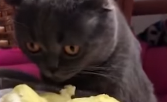 gato-durian-n