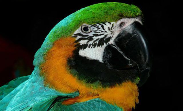 loro-656