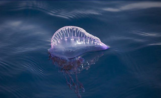 medusas-n