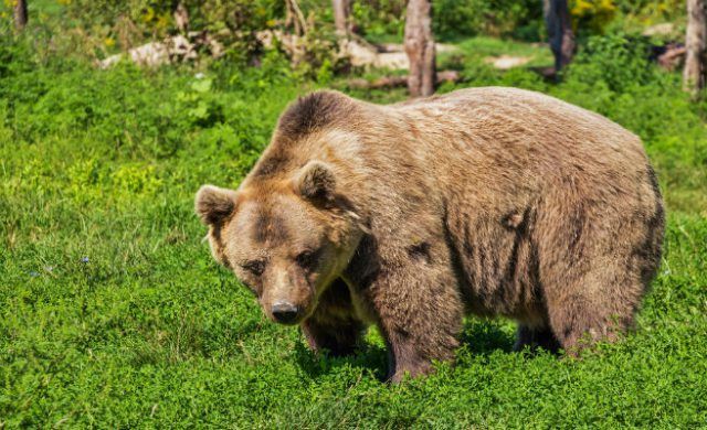 oso_656x400