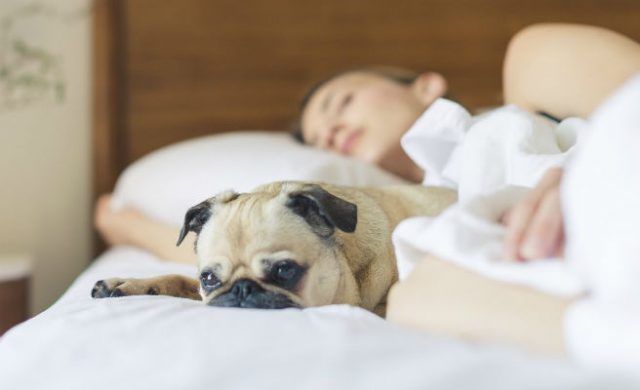 perro-cama-n