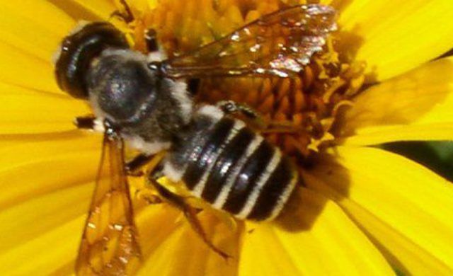 abeja_nor