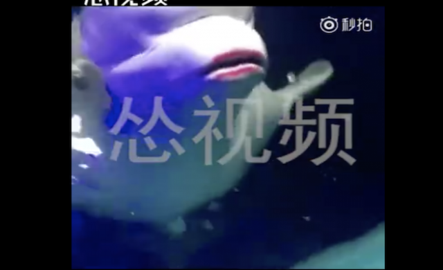 beluga-656