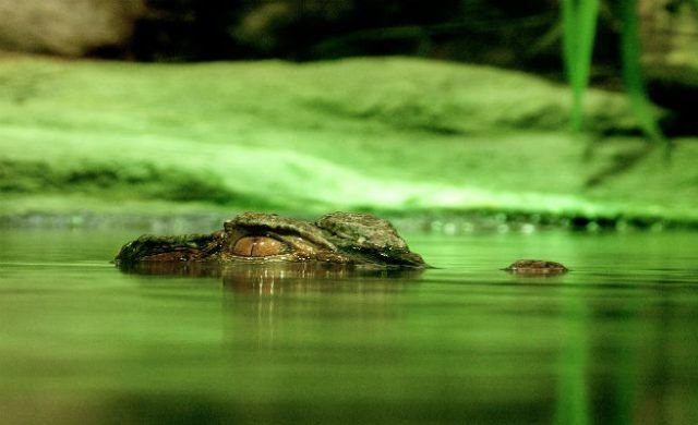 crocodile-656