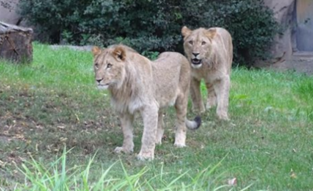 leones_alemania_n