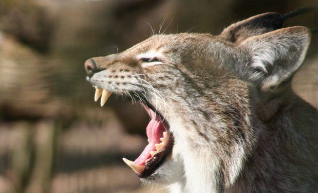 lince-656