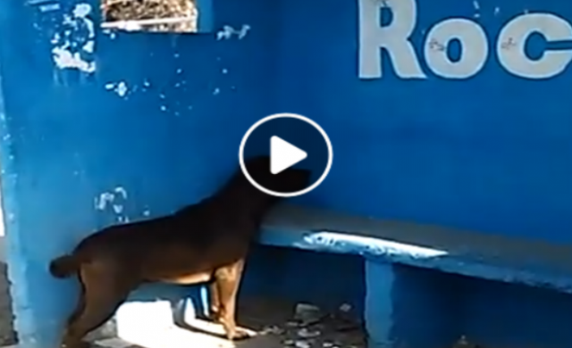perro_656