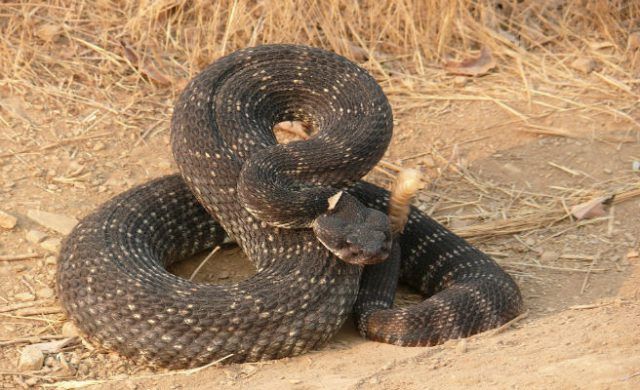 serpiente-cascabel_656