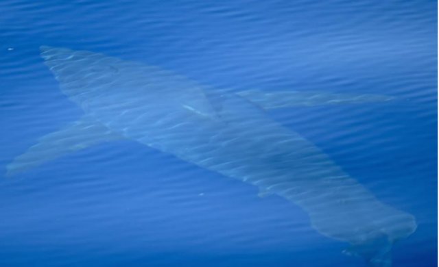 tiburon_656-1