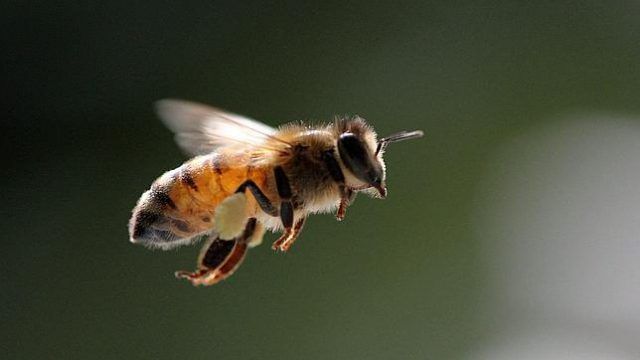 Una pareja convive con 80.000 abejas en su dormitorio durante varios