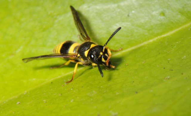 avispasn
