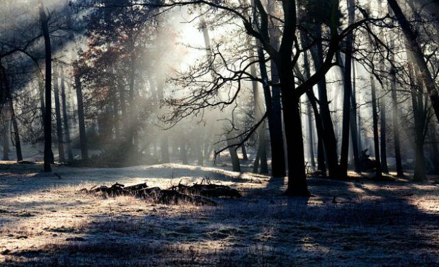 bosque-montana-n